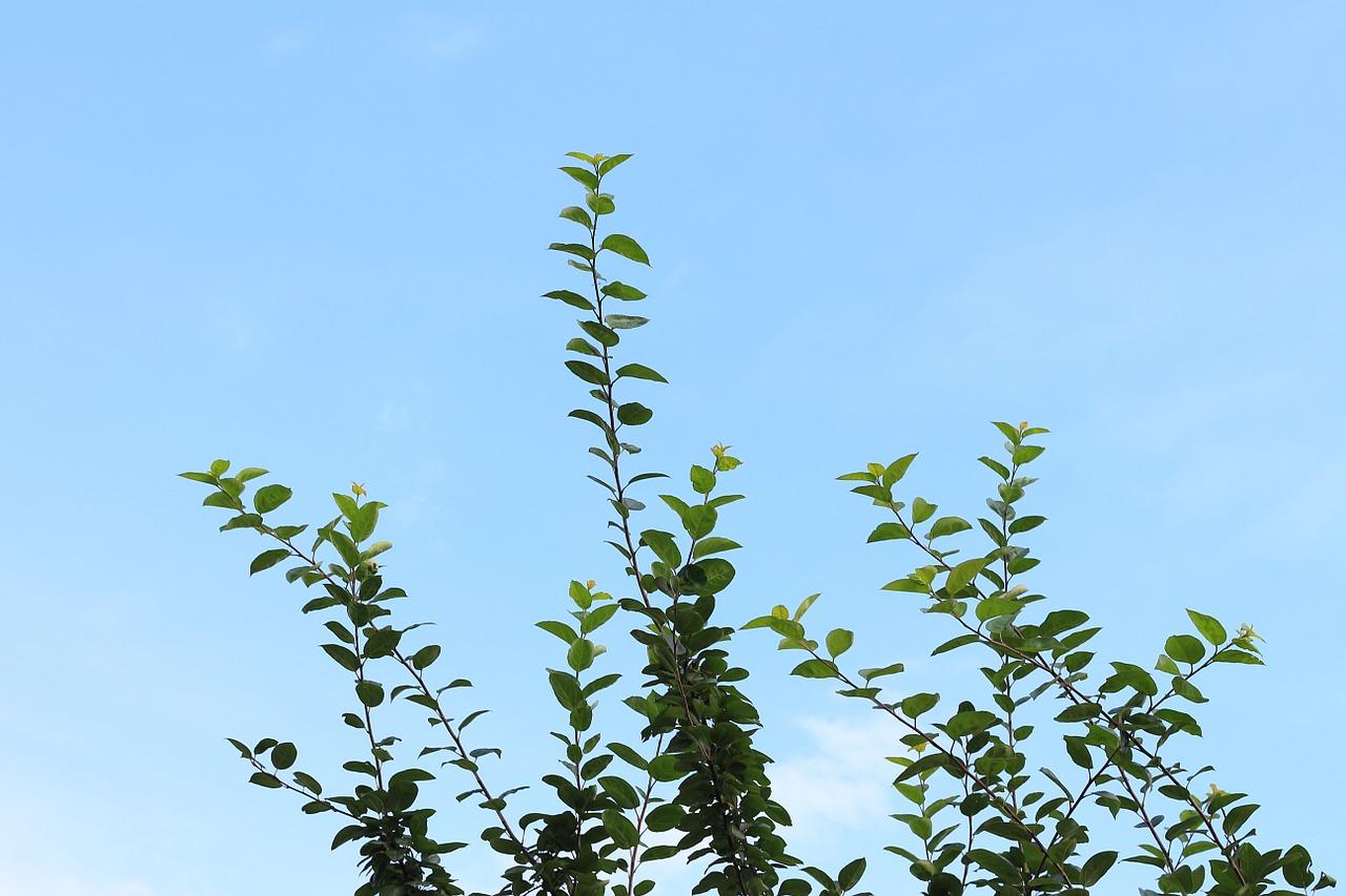 如何整树冠枝条