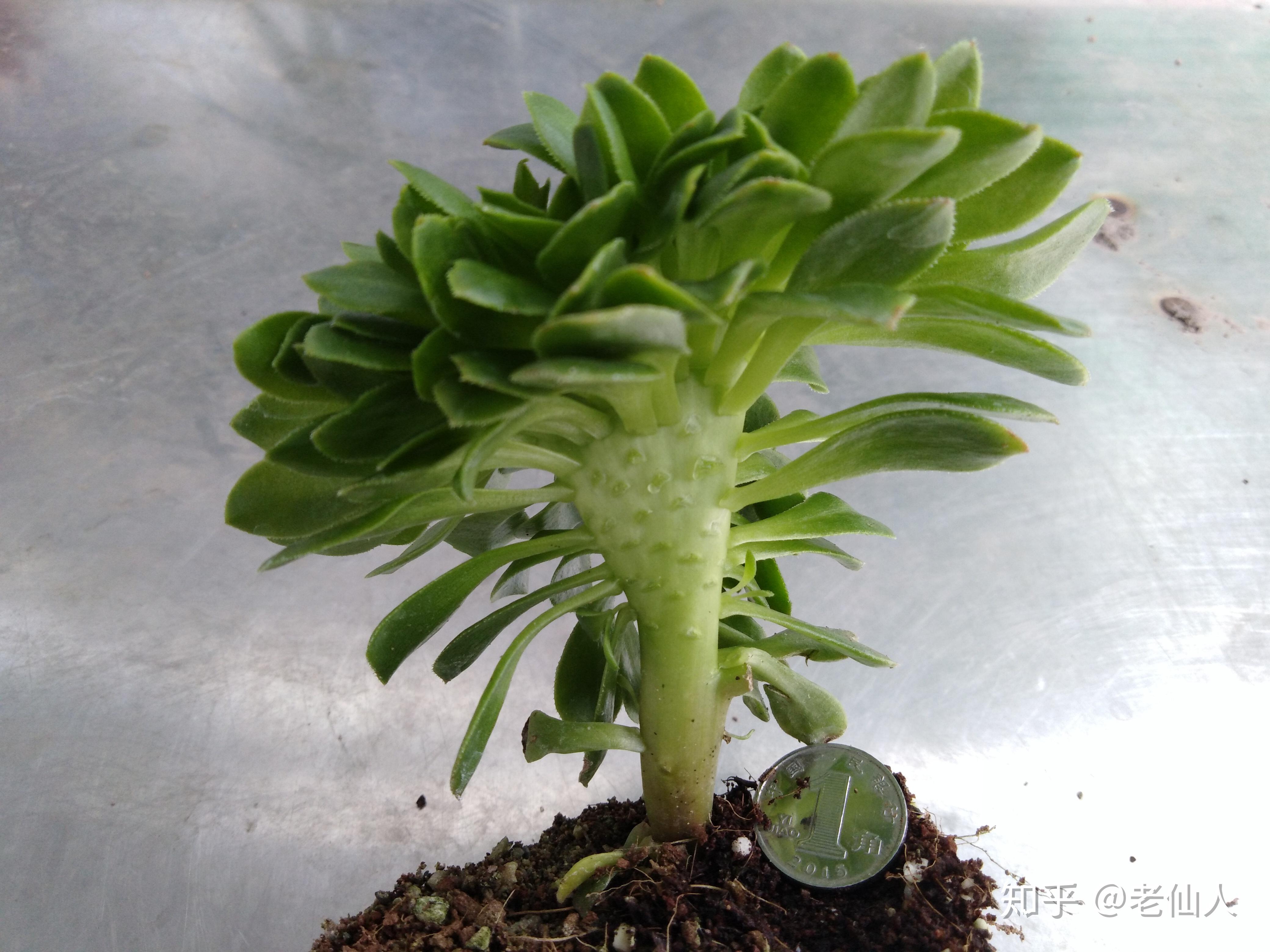 多肉植物的缀化到底是怎么回事? - 知乎
