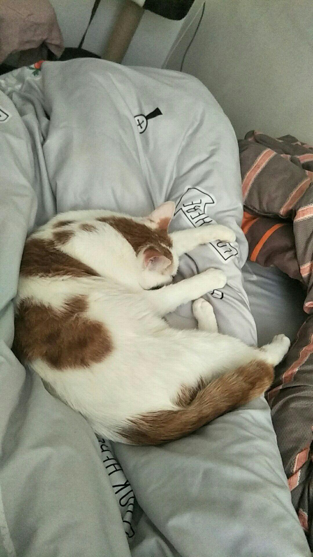 怎么自制猫粮喂食器 v2-c1f199e1be609ac575df2fdbe089009a_r.jpg