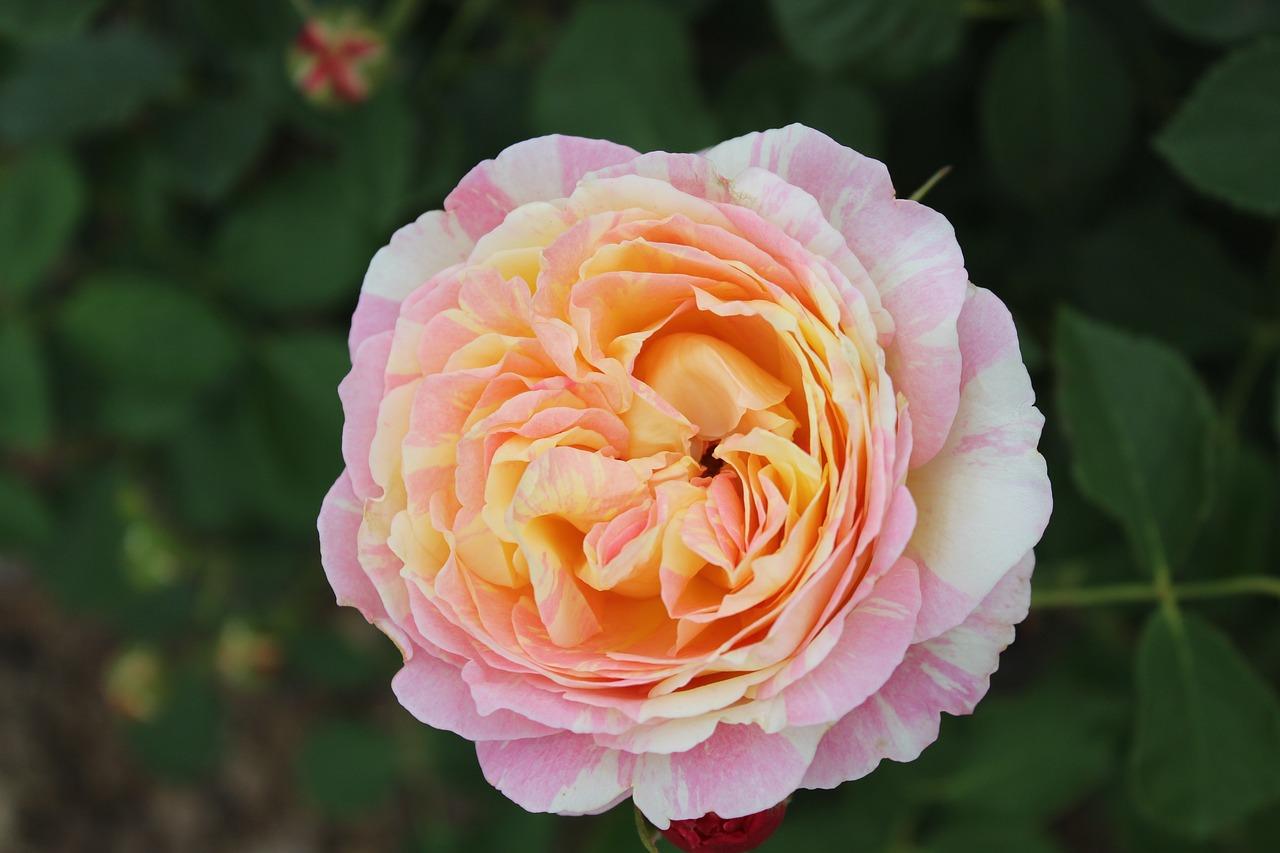 4. 播种密度控制