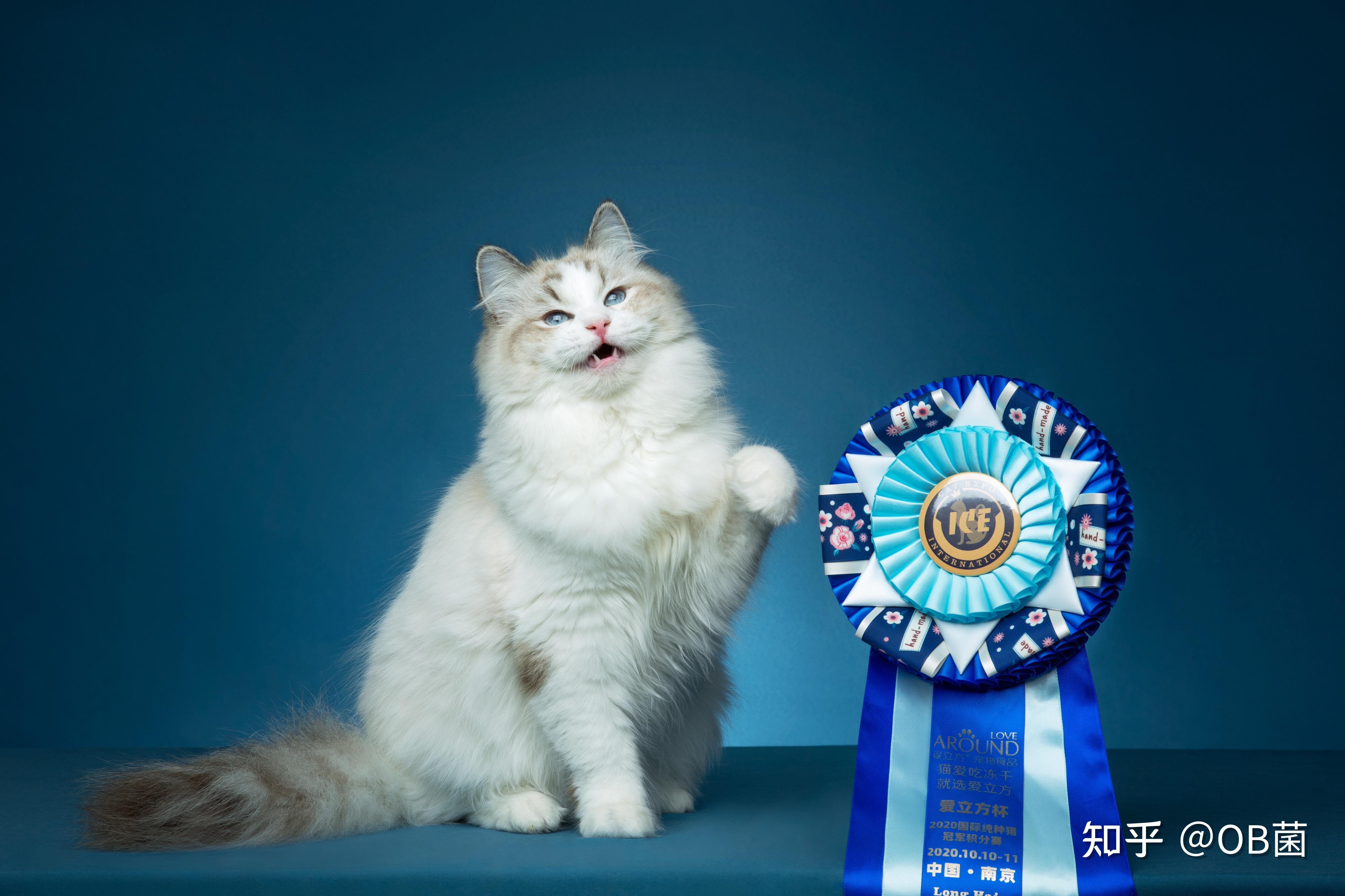 请问这只猫咪是赛级吗?