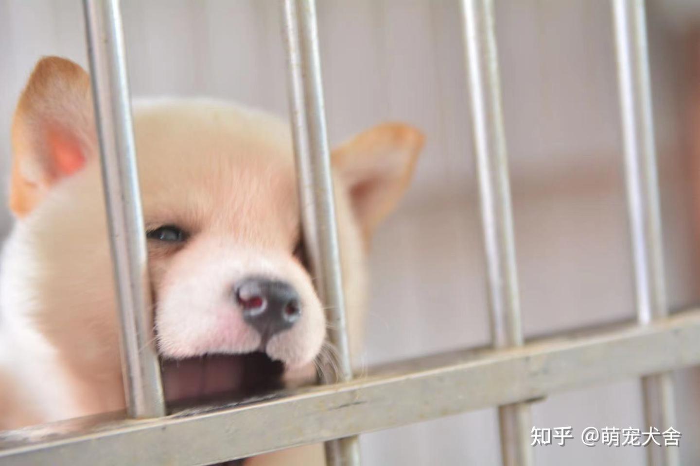 白柴犬的种类并不多，但是为何价位却是很便宜？黑柴为何同理价位却很贵？ - 知乎