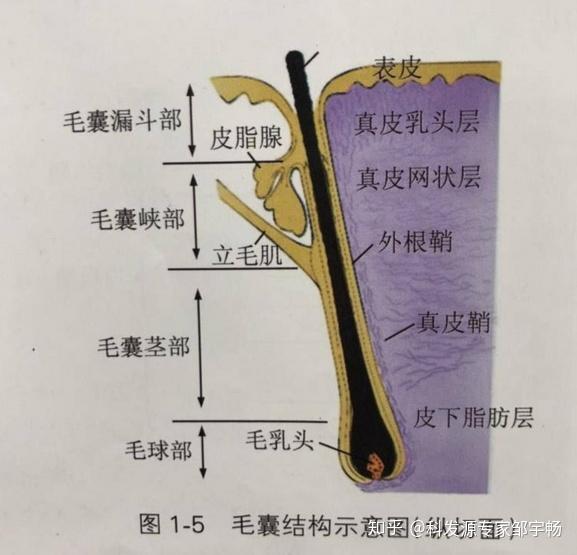 毛囊会被指甲扣掉吗? - 知乎