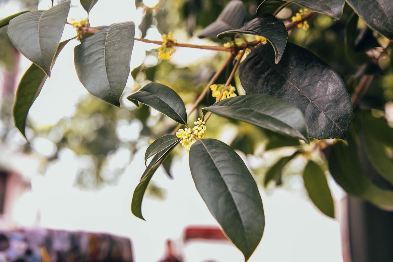 3. 磷酸二铵促花
