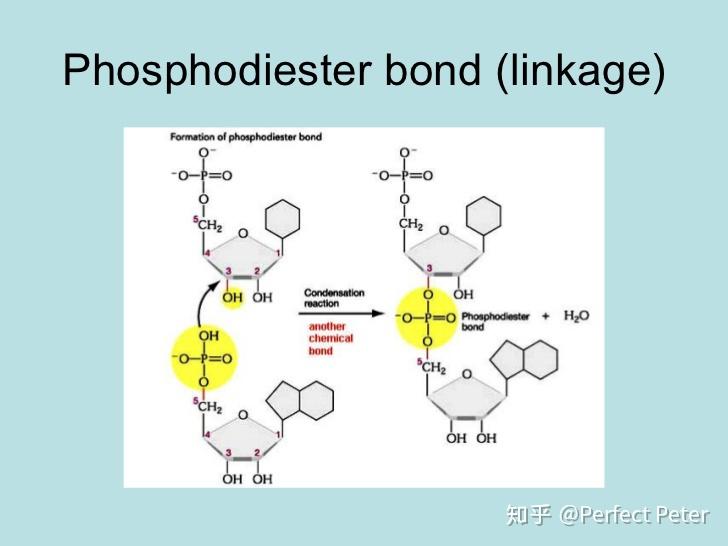 磷酸二酯键的形成图片