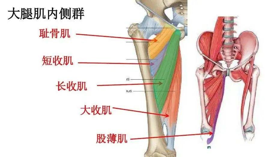 大腿内侧肌群图片