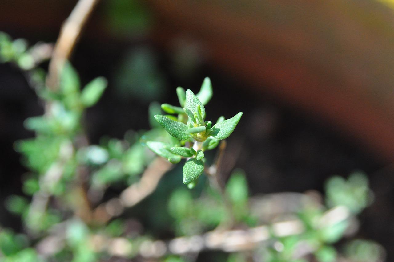 4. 菖蒲养护要点