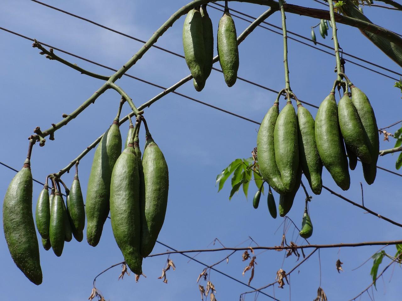 4. 真假蚕丝对比