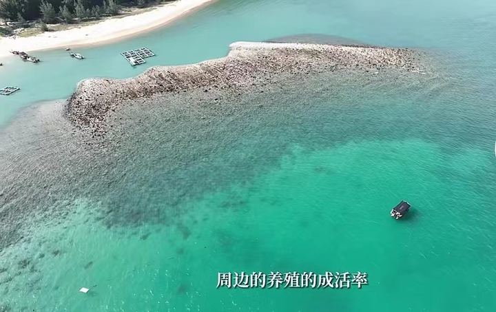 海南核电养出14mm大澳白?快先来看看澳白是个啥! - 知乎