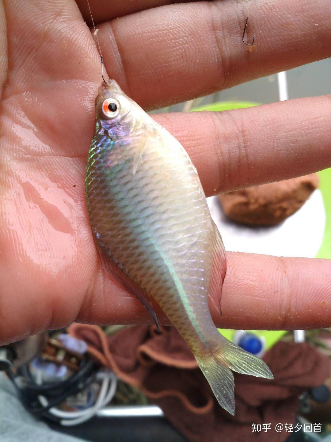 在比较浅的小溪里生活的小鱼是什么种类的鱼