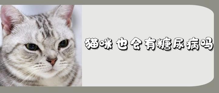 猫咪也会得糖尿病吗？浅谈猫糖尿病- 知乎