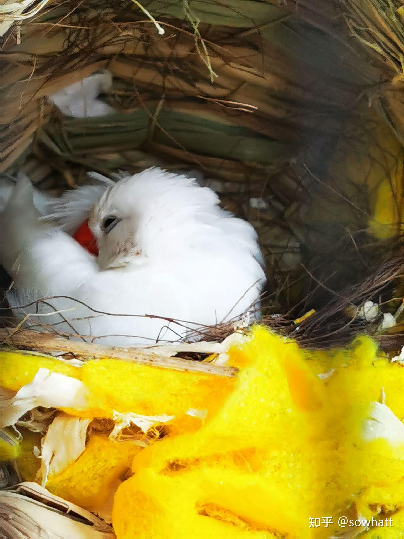 新手怎么养白珍珠鸟