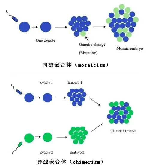 神秘的染色体嵌合现象 - 知乎