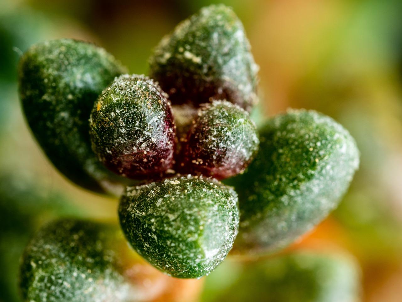 2. 红景天护肤功效