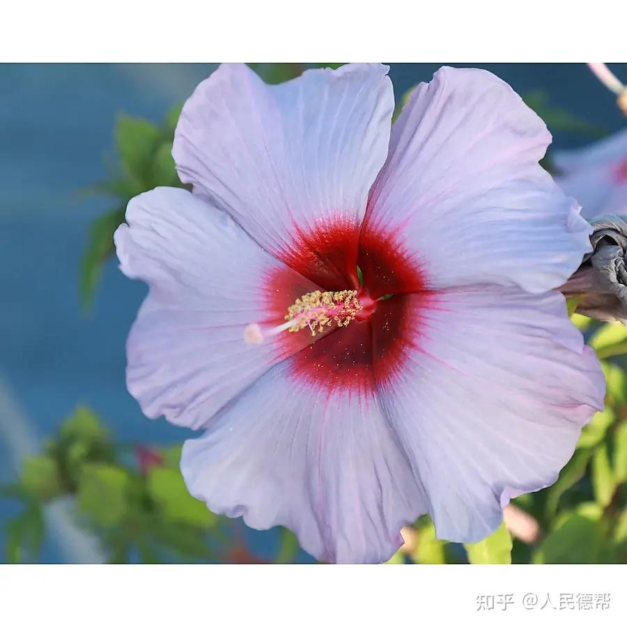 張大千 芙蓉花卉 艺术微喷张大千芙蓉花40x55厘米
