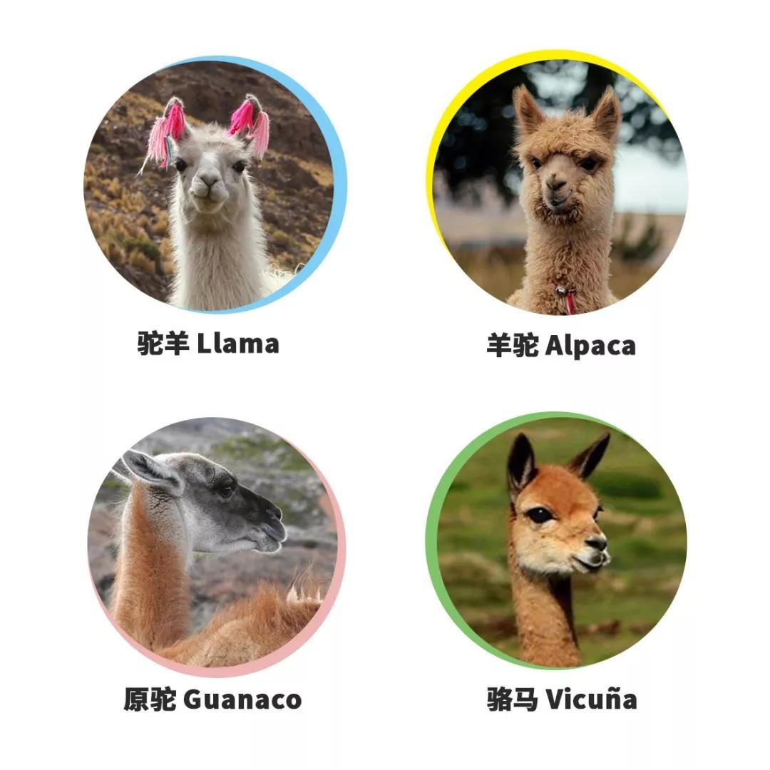 谁能告诉我羊驼和驼羊的区别,最好是附图说明? - 知乎