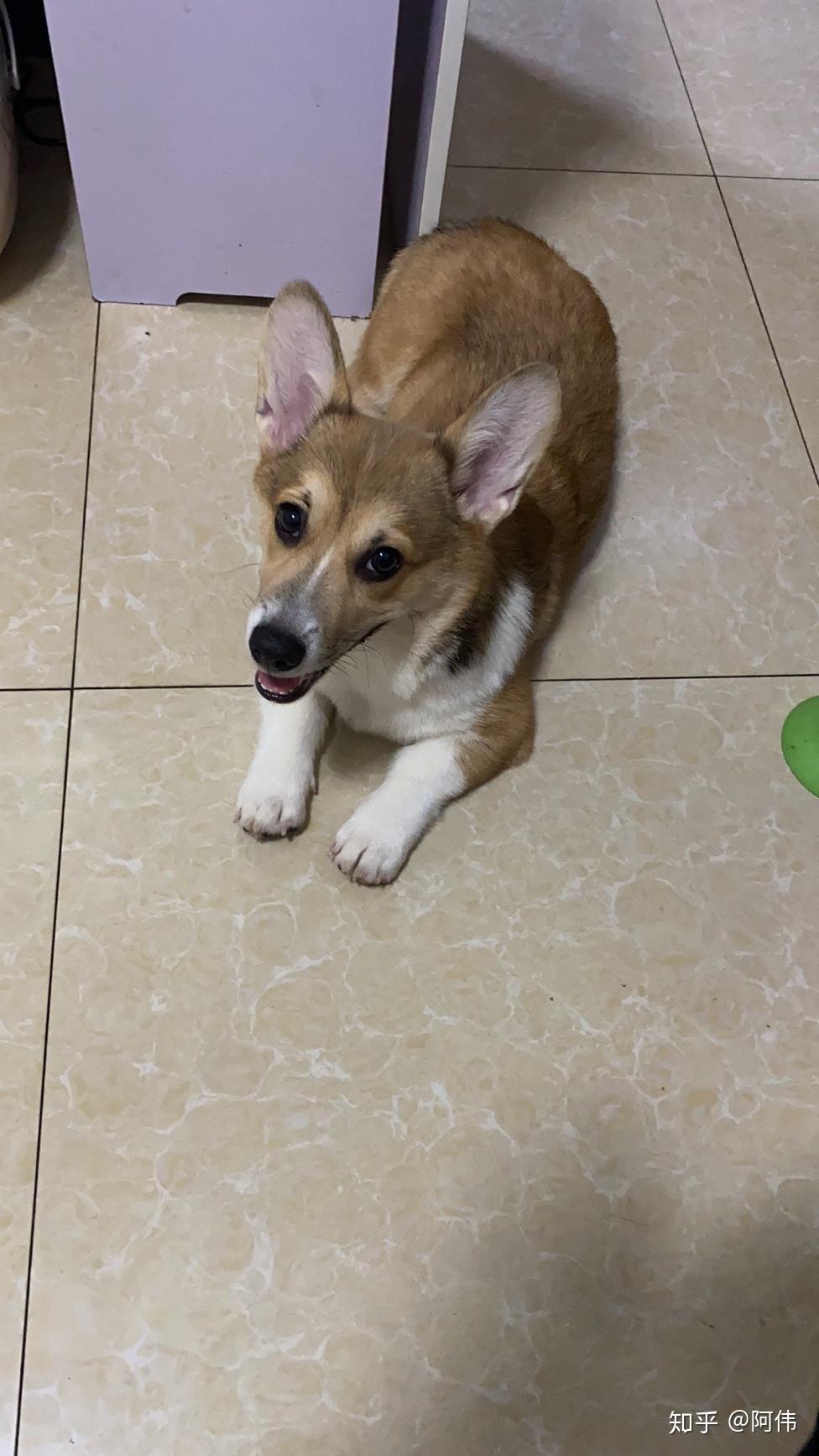 请问我家柯基这黑色嘴毛还能还能褪吗? - 知乎