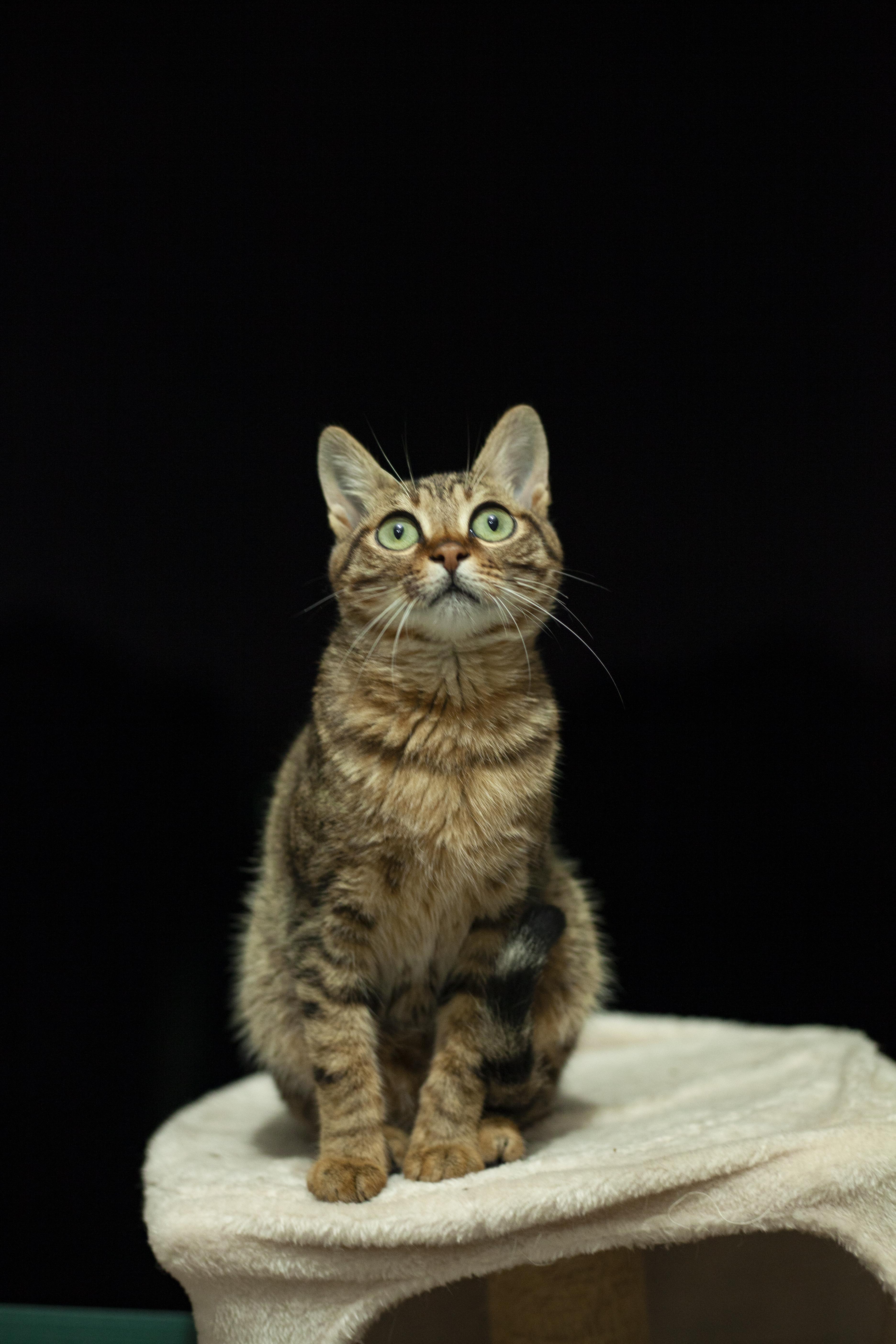 狸花猫可以漂亮到什么程度