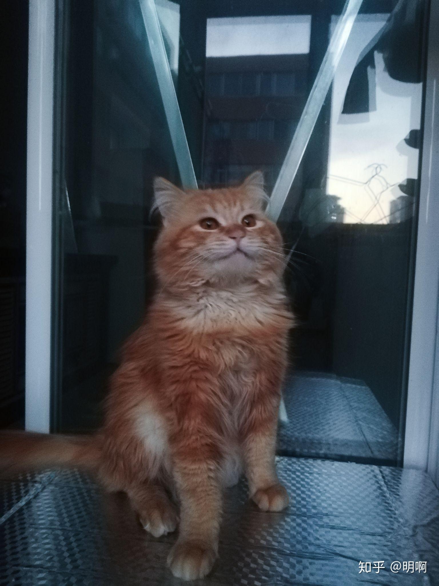 卖家说这是布偶和橘猫的串,想问下这是串还是就是橘猫啊?