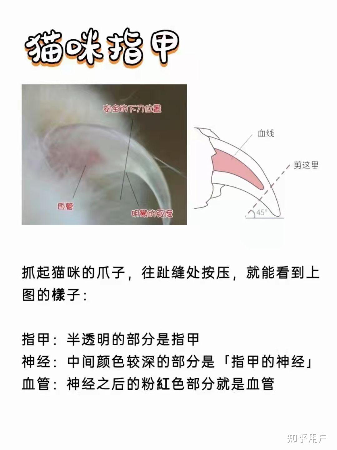 刚到3个多月的猫怎么给他剪指甲呢