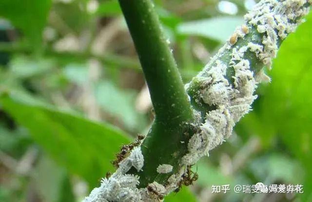 在阳台的盆栽上发现这种密密麻麻的白色小虫希望了解这是什么虫子