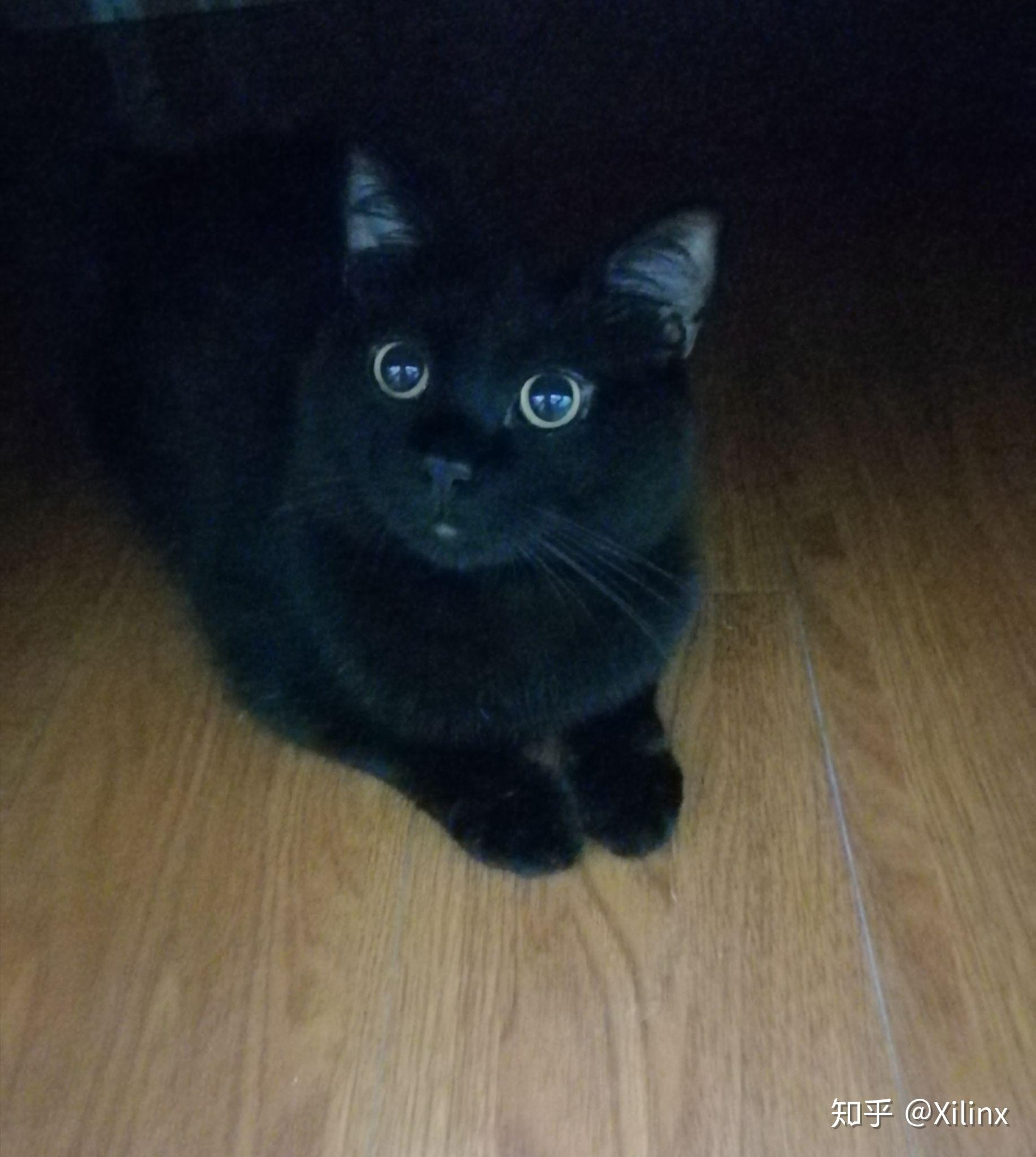 哪些品种的猫是黑色的? - 知乎