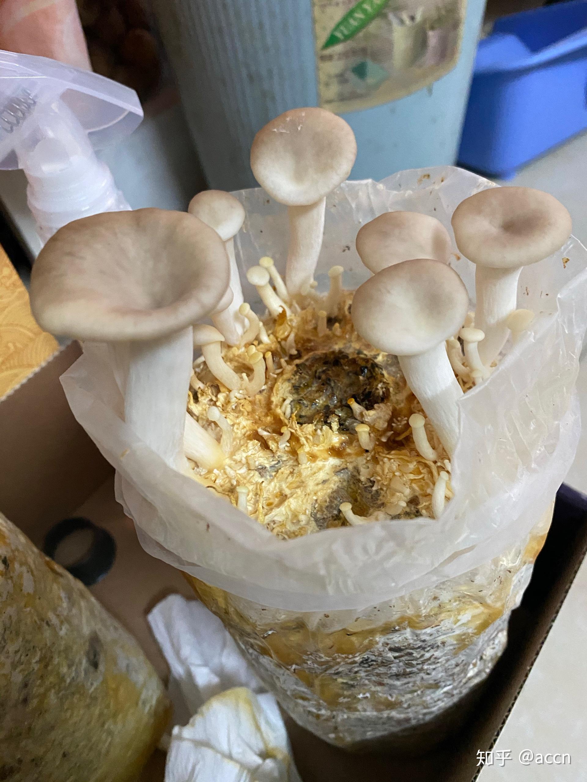 平菇菌丝六天长成这样怎么样