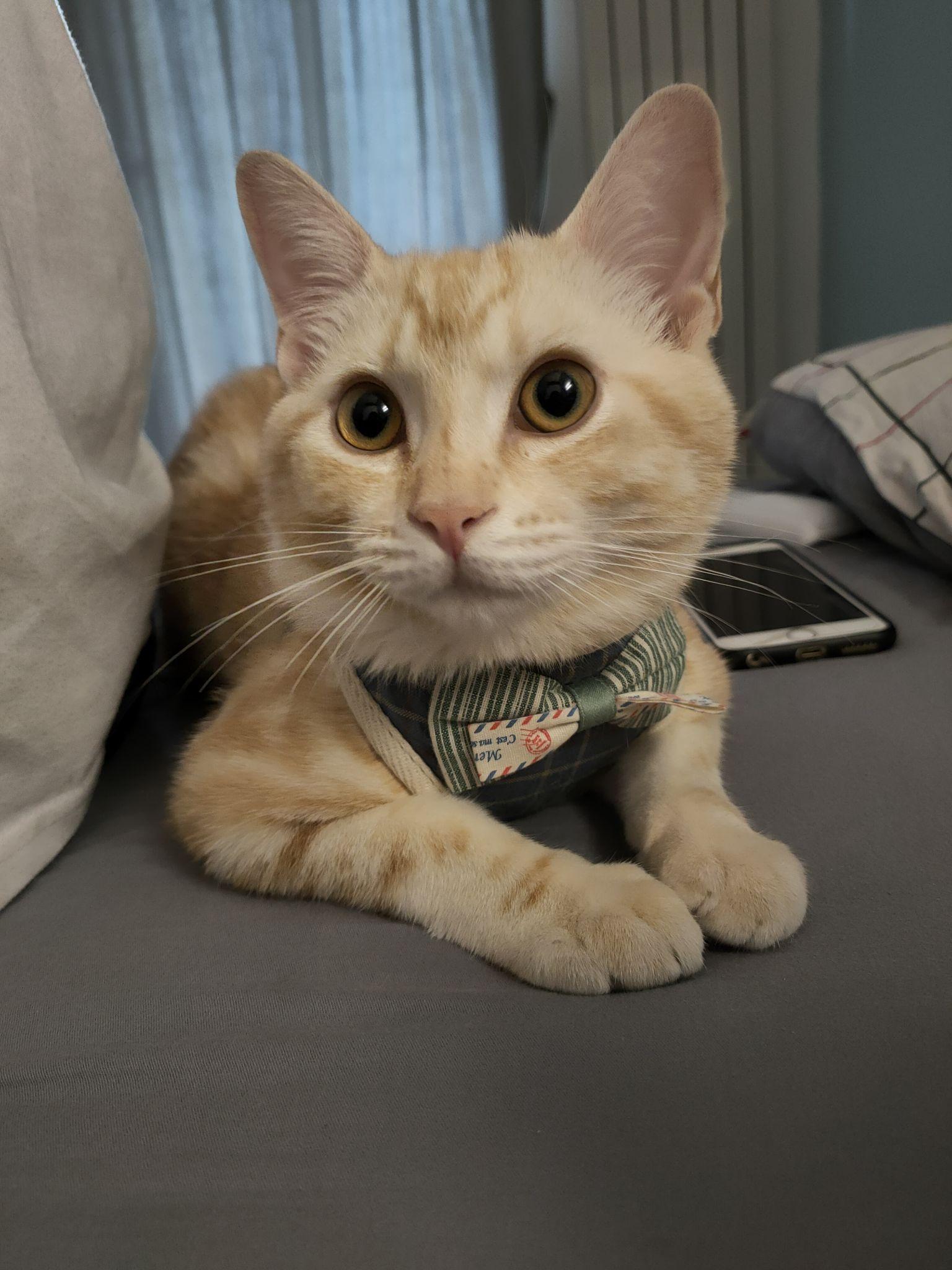 为什么美短红虎斑(加白)那么冷门? - 知乎