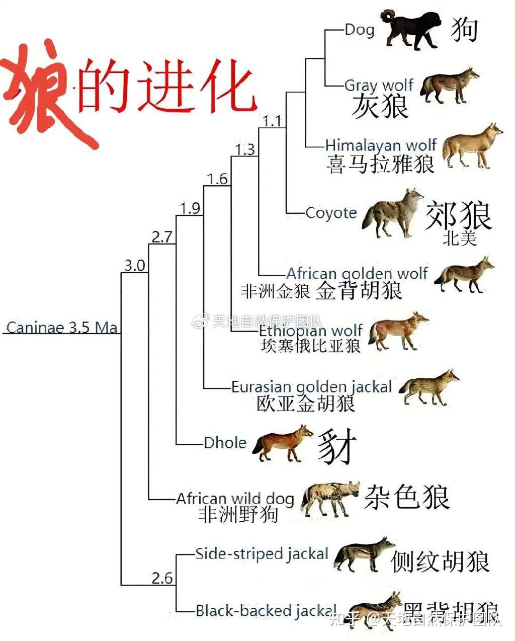 处于十字路口的中国狼一一从记录片《走出狼群》看中国狼的艰难处境 - 知乎