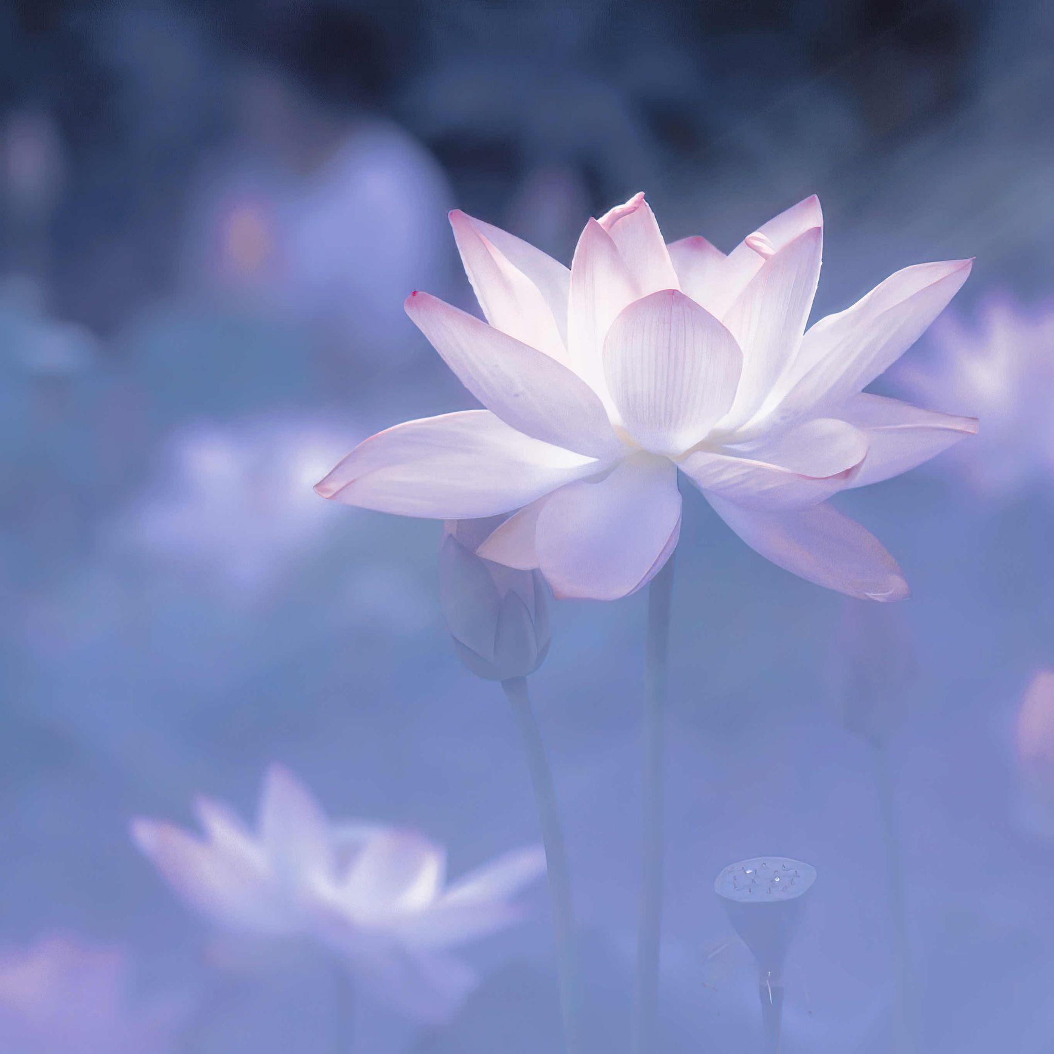 铁汁们谁知道关于莲花的头像啊