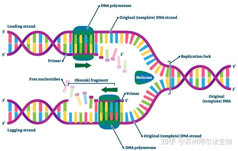 DNA Dna