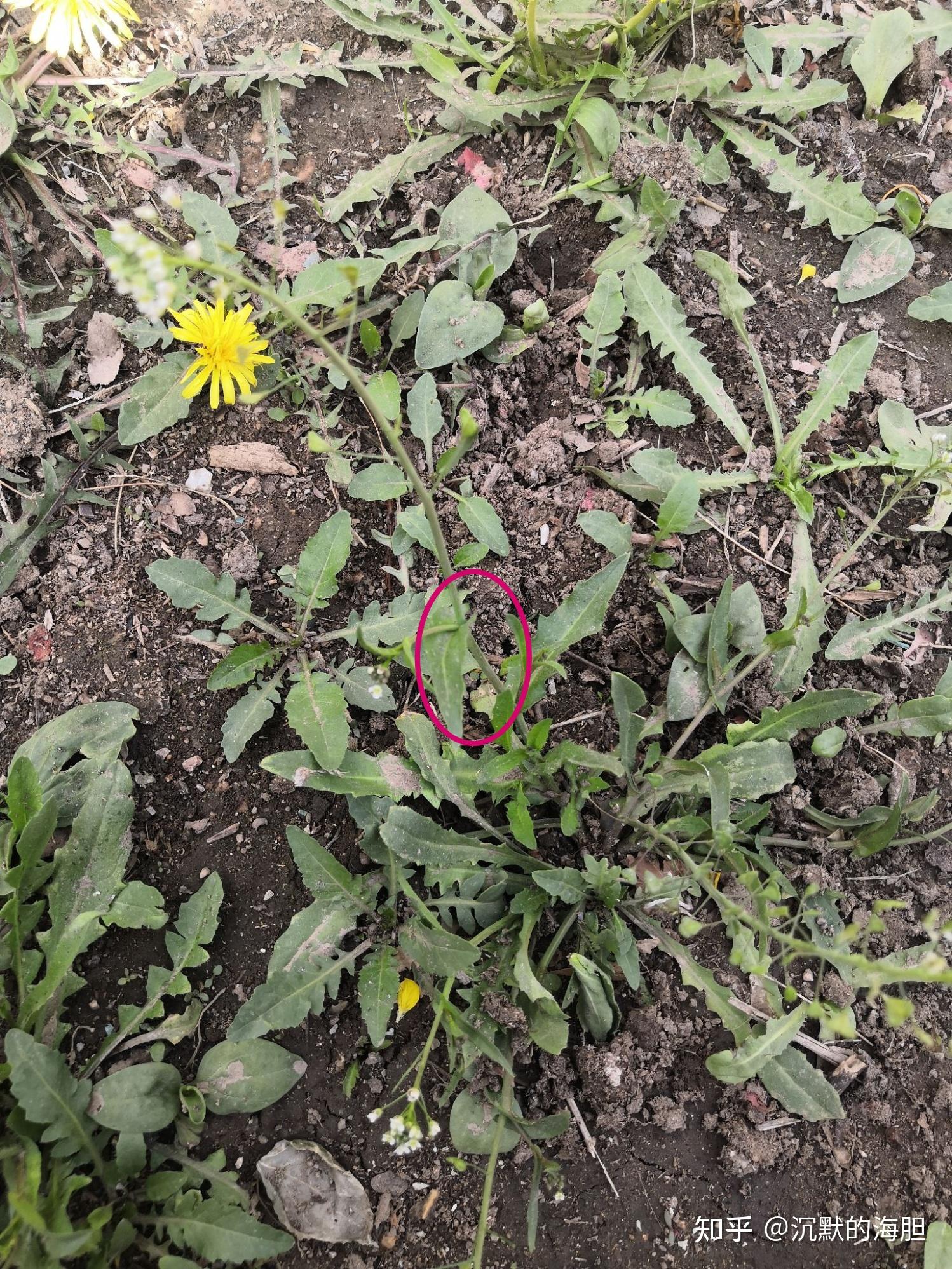 婆婆丁和荠菜的区别图片