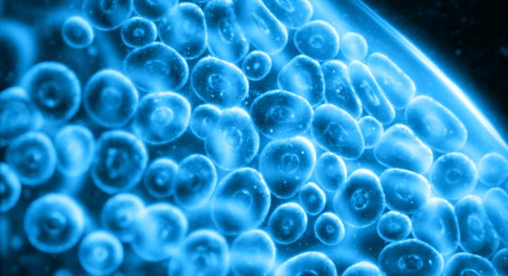 外泌体和ECM细胞外基质 - 知乎