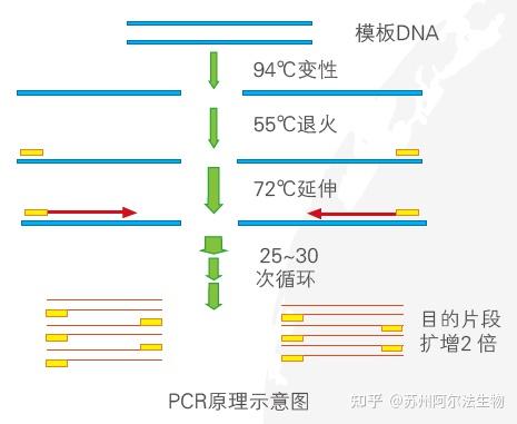 pcr延伸时间设置短了会发生什么情况? - 知乎