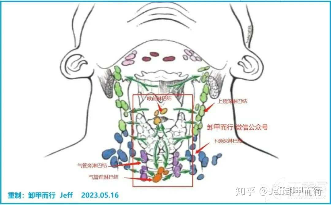 喉结淋巴图片