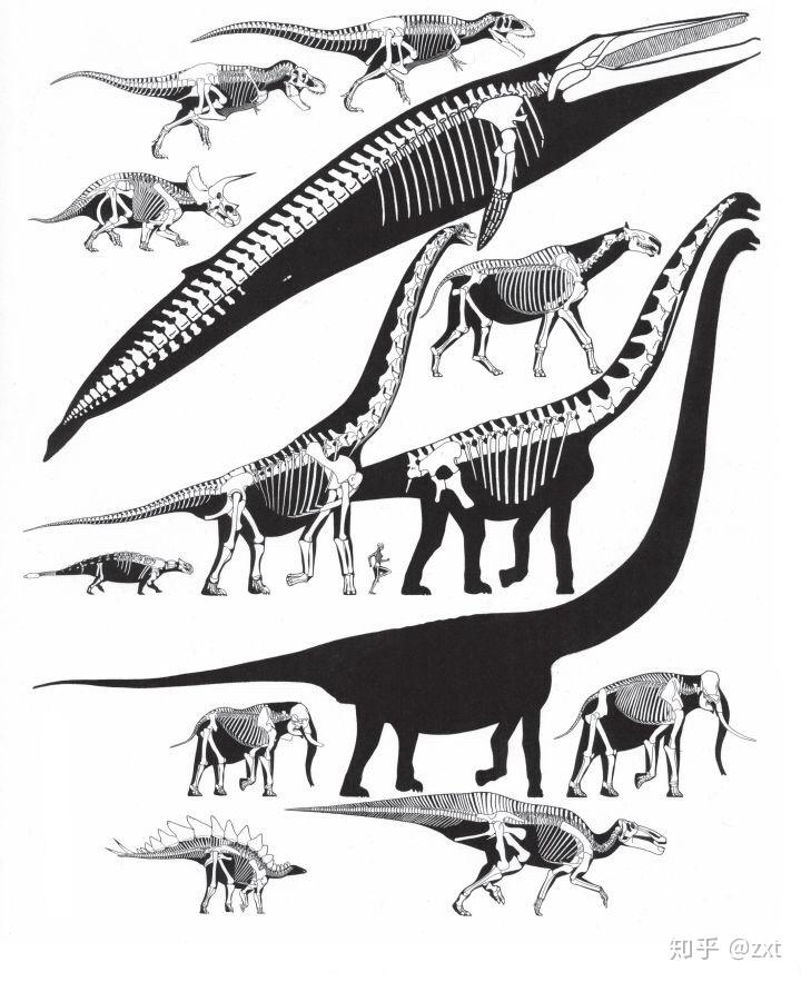 求恐龙大小比例图