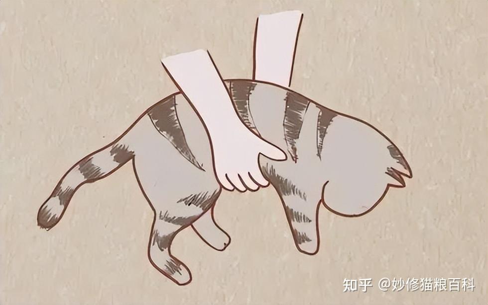 过来人告诉你,这样“抱猫”是不对的,难怪被猫咬 - 知乎