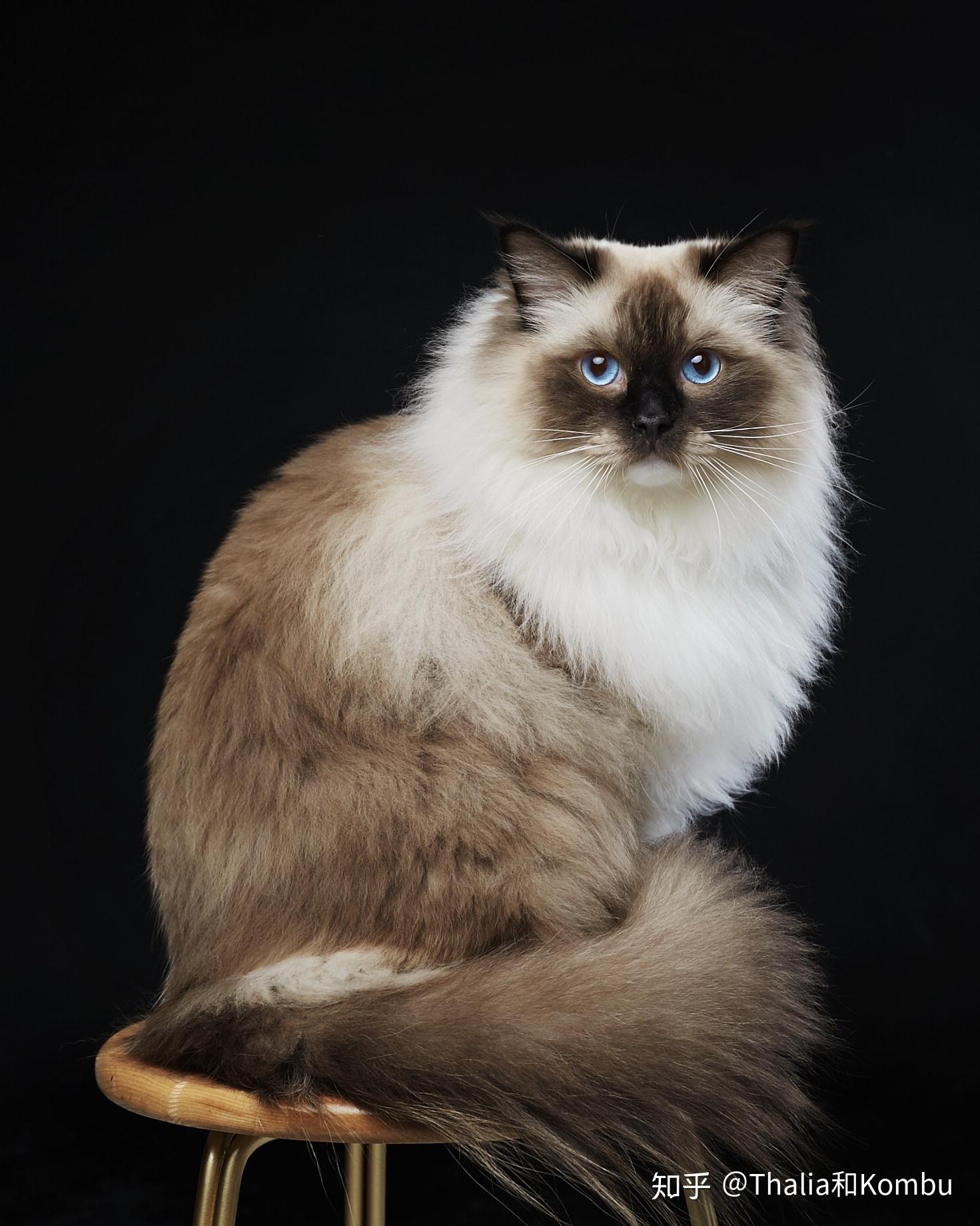 为什么重点色布偶猫会比布偶猫便宜那么多呢? - 知乎