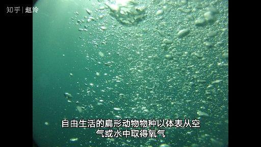 扁形动物呼吸方式图片