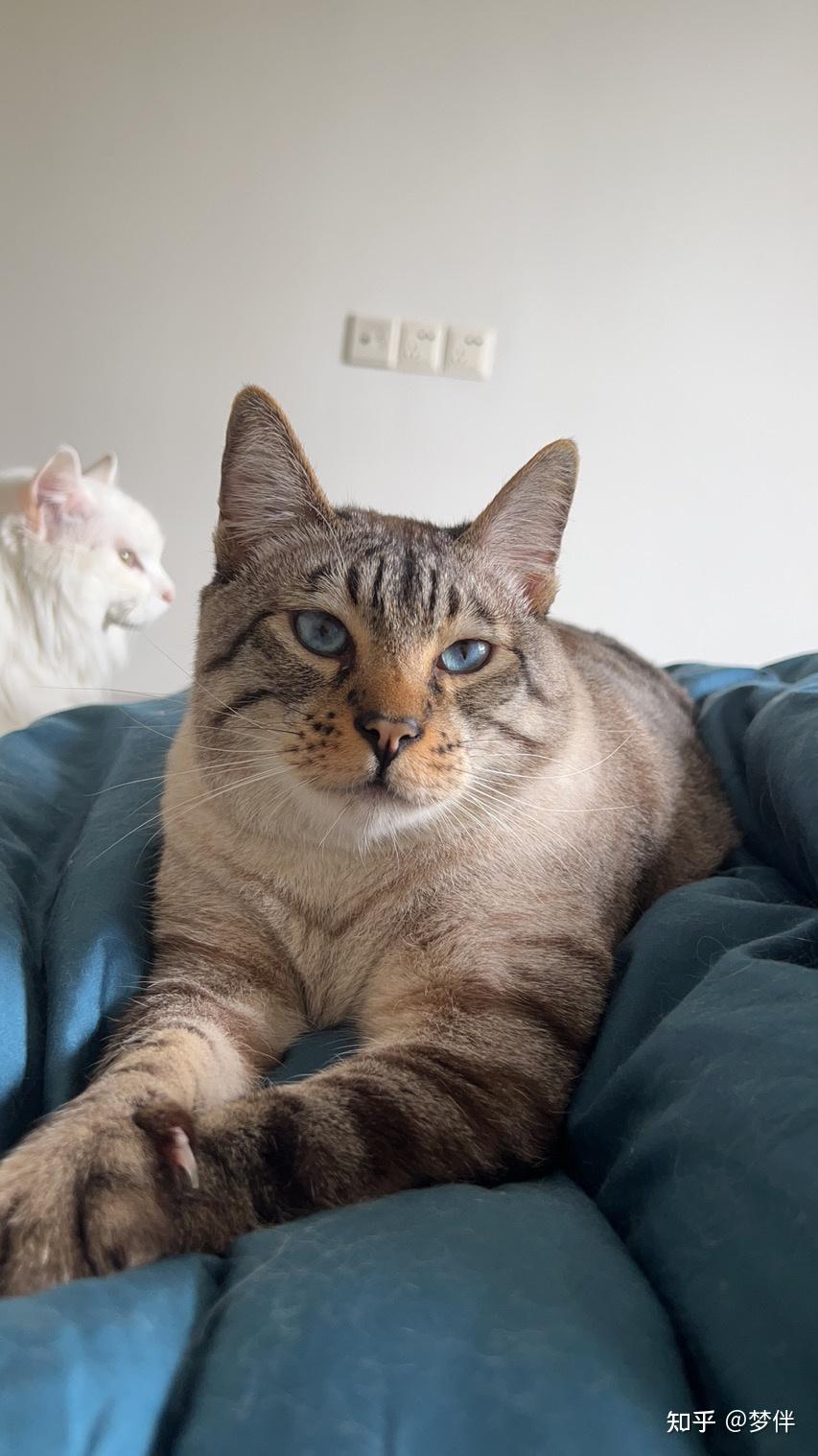 你们的虎斑暹罗猫长大了什么样子?