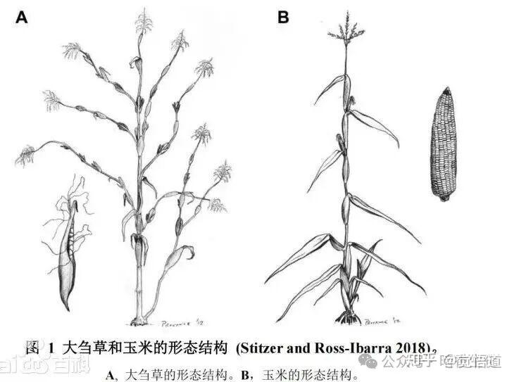 Science:玉米的两次生命,一场跨越万年的驯化奇迹 - 知乎