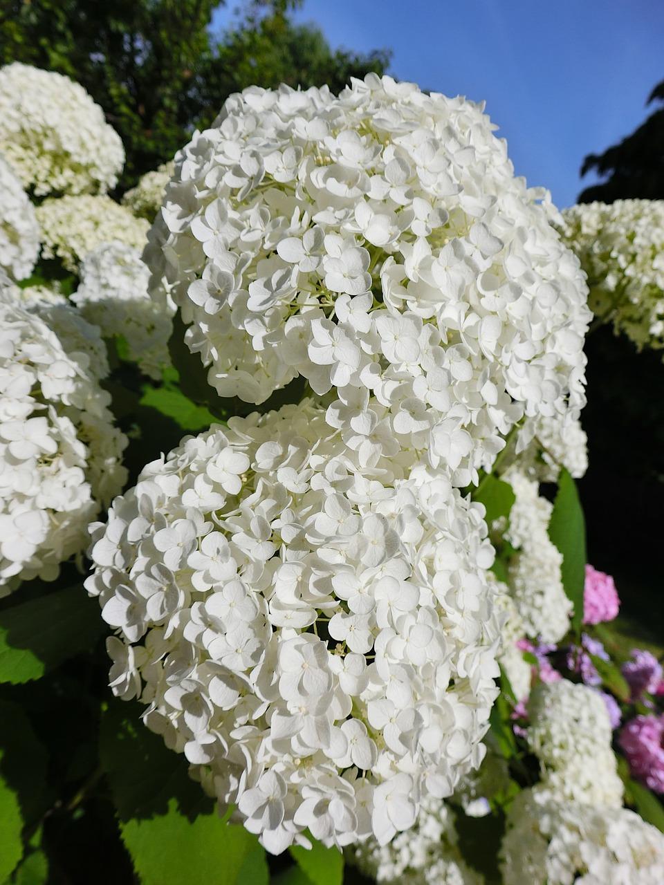 3. 豆瓣绿促花方法