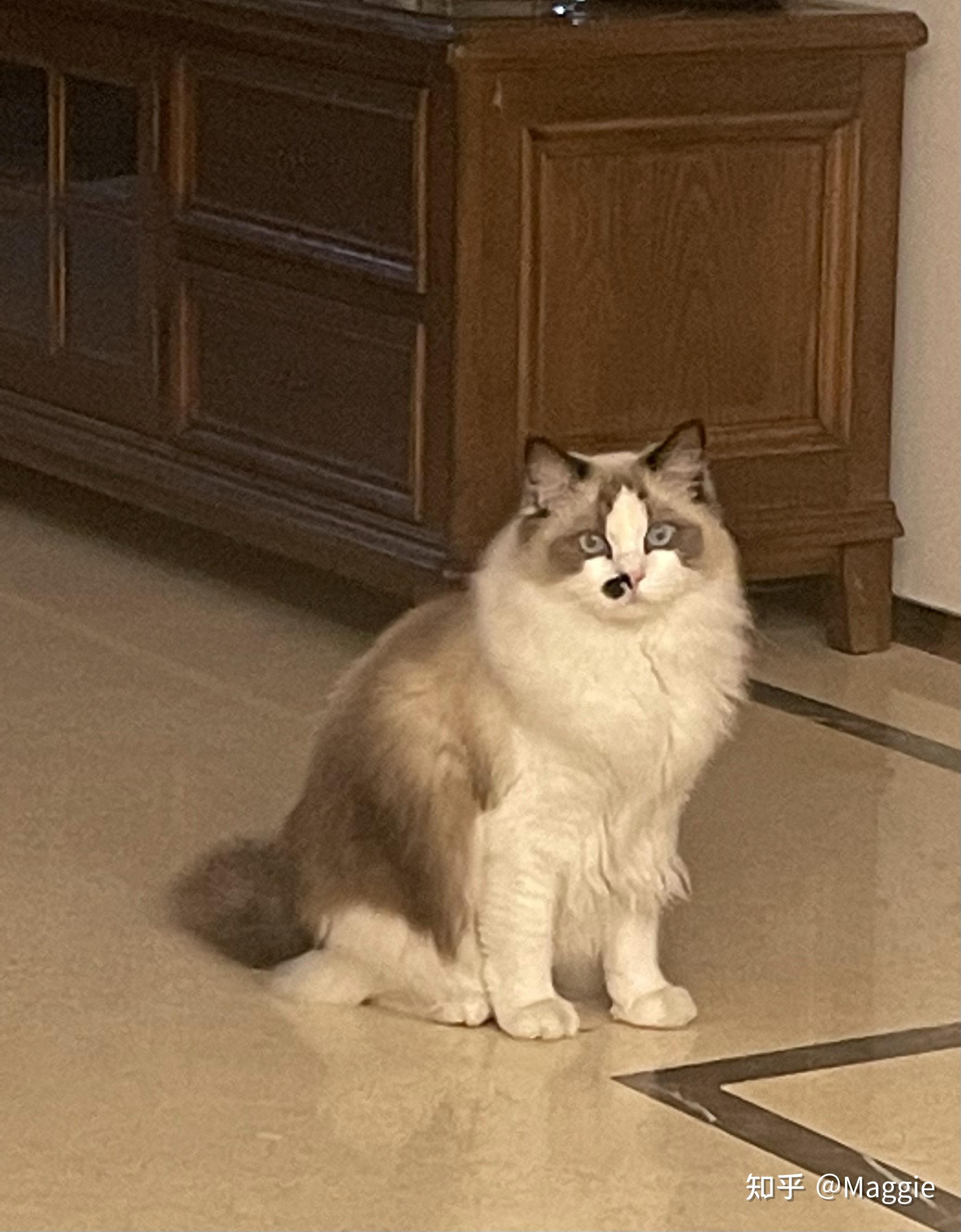 黑鼻子布偶长大后会黑脸吗