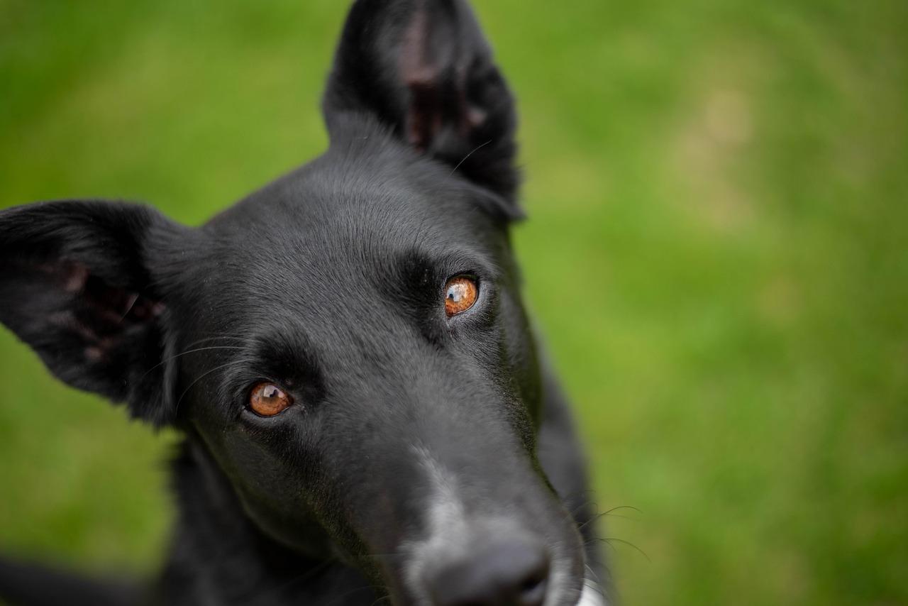 2. 雄鹰代表自由