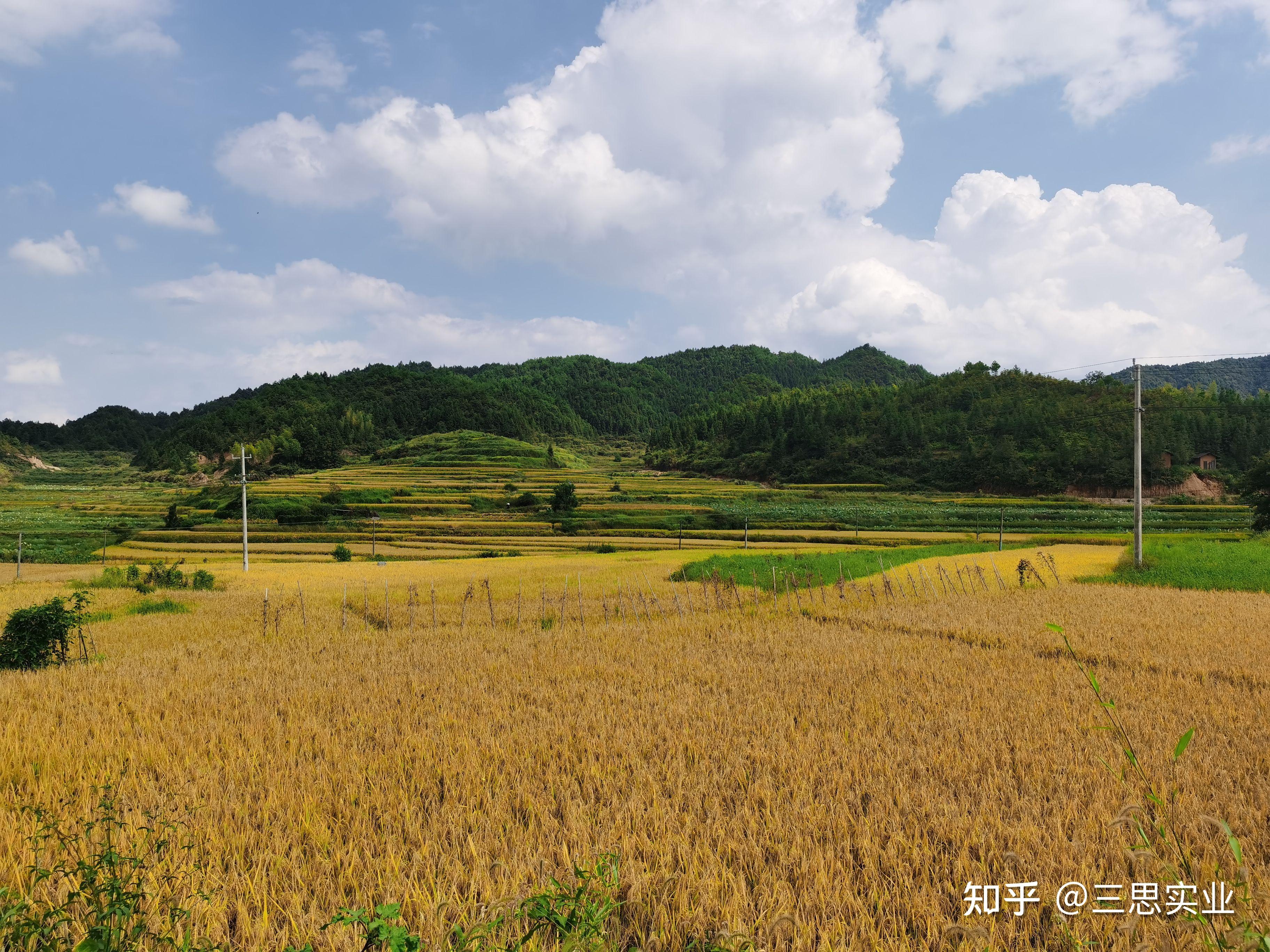 江西石城:中国农技协百强乡土人才“吴金文” 将山区环境变优势“稻”路 - 知乎