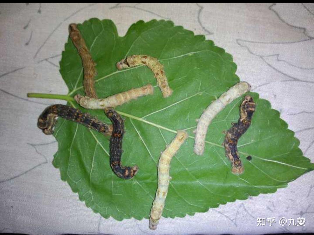 野生的蚕是如何生存的? - 知乎