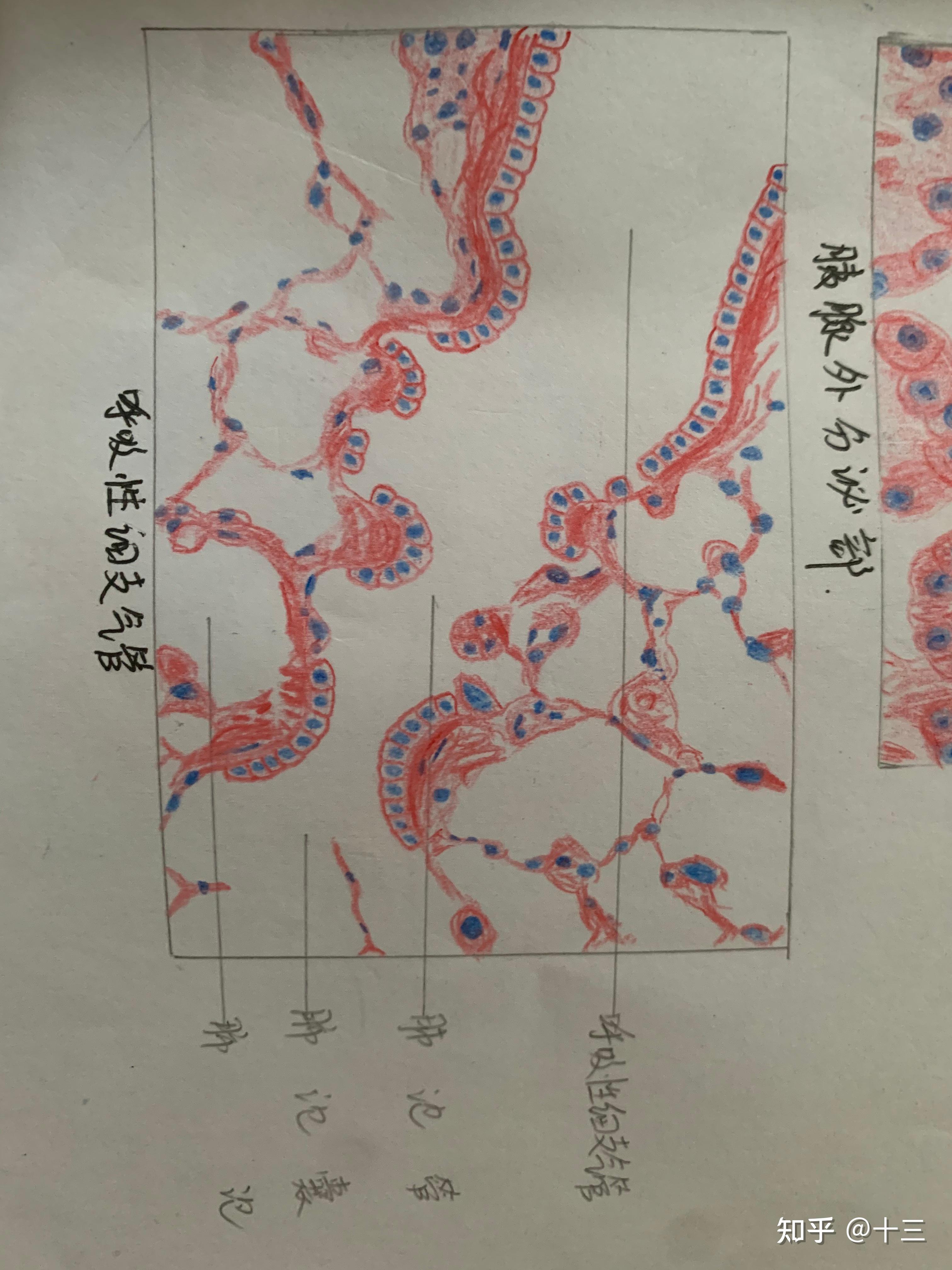 疏松结缔组织绘画图图片