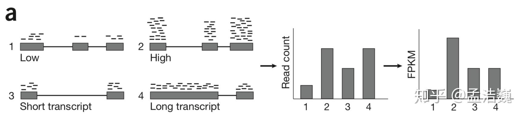 生物信息学100个基础问题 —— 第35题 RNA-Seq 数据的定量之RPKM和FPKM - 知乎