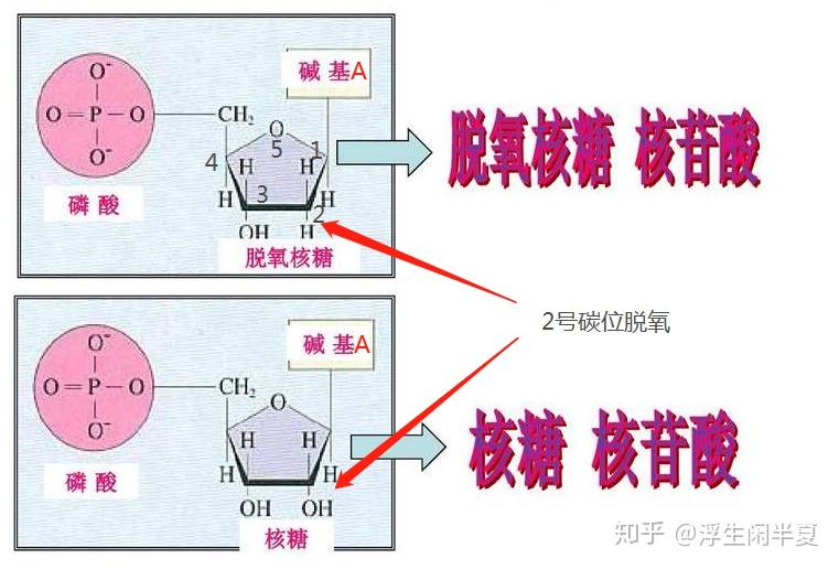 腺嘌呤脱氧核糖核酸图片