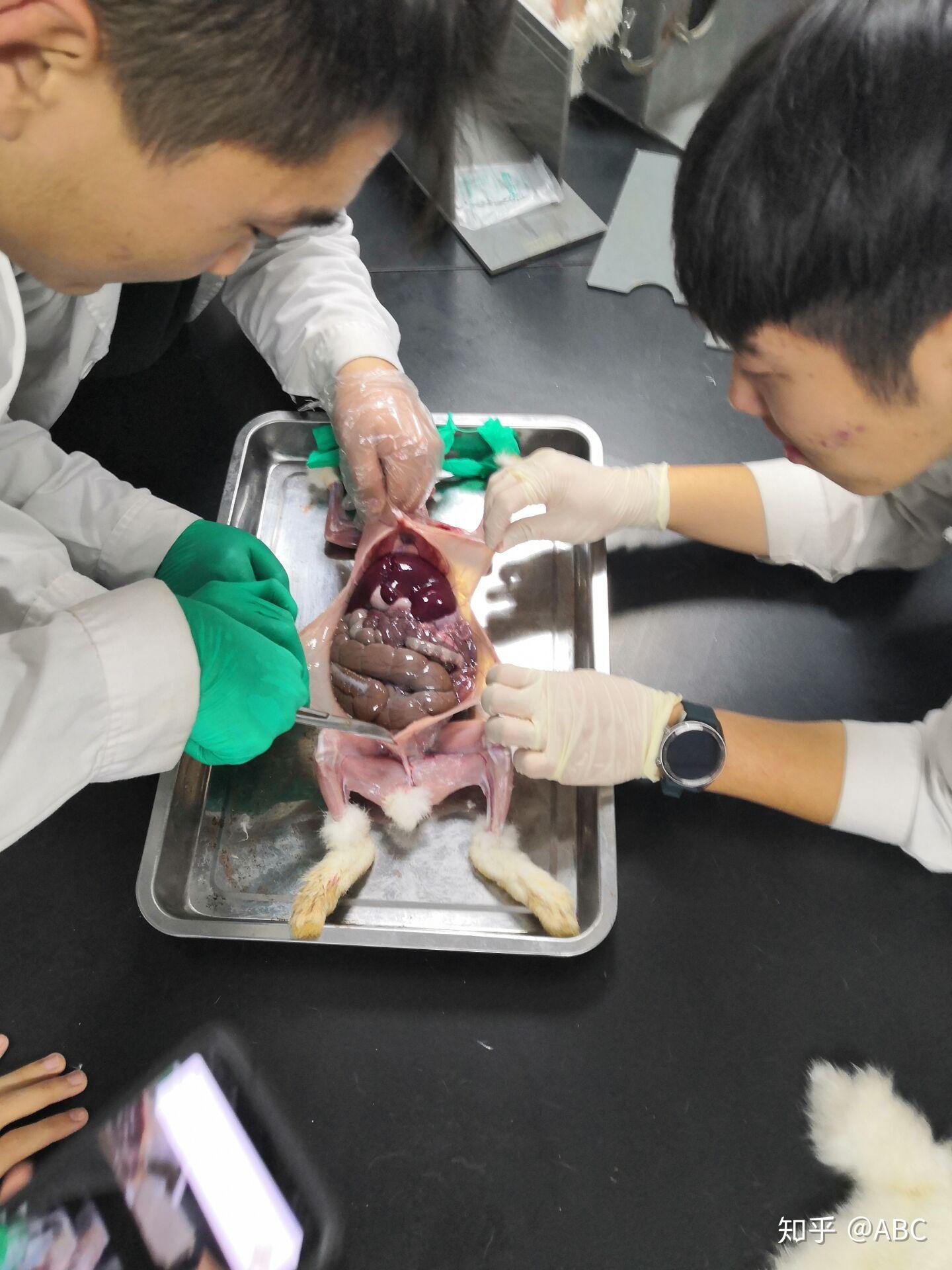 动物医学专业好不好